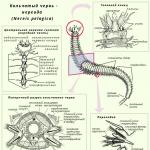 Кровеносная система кольчатых червей