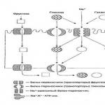 Строеж и свойства на нишестето и целулозата. Структурна формула на амилозата