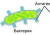 Determinanty antygenowe (epitopy)