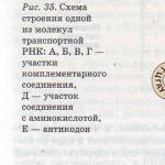 Синтез на протеини в клетката - описание, функции на процеса